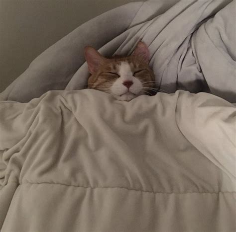 cute orange  white cat sleeping  bed lynx cat meme