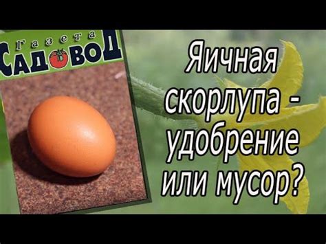 Яичная скорлупа - удобрение или мусор? - YouTube