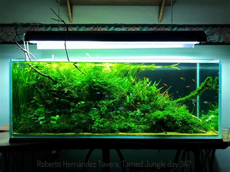 Tamed Jungle. 120p Low light aquascape | The Planted Tank Forum