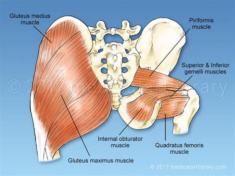 Hip Rotator - Medical Art Library