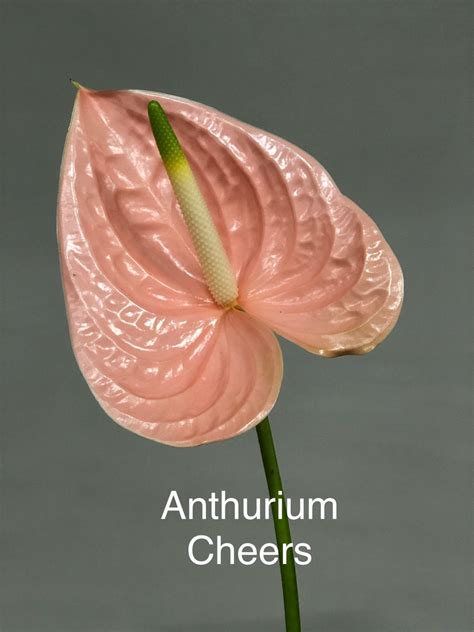 Anthurium Cheers