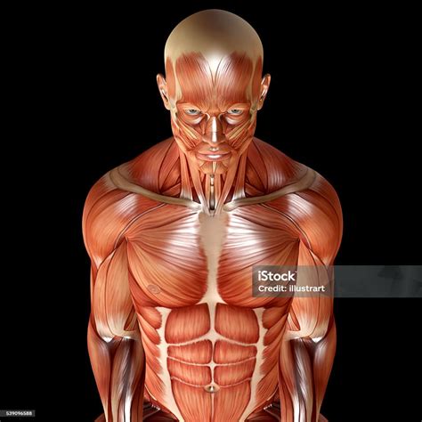 Anatomia Masculina Fotos Reais - 5