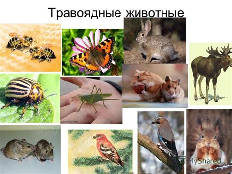 Презентация на тему: "Загадки Травоядные животные Хищники Всеядные ...