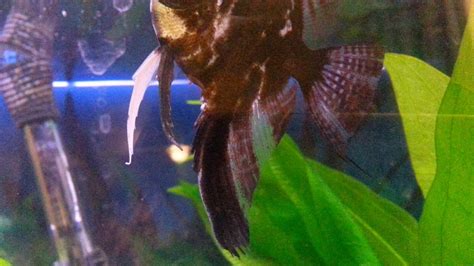 Angelfish Breeding - Raising Fry - Telling Genders