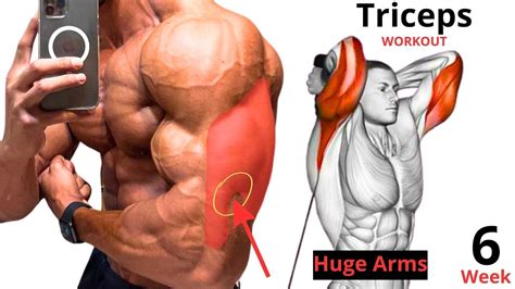 6 تمارين الترايسبس المكثفة حملة بناء العضلات Intense Triceps Workouts ...