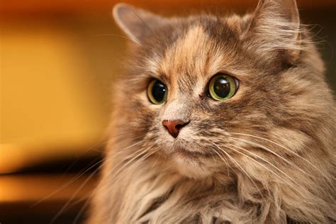 Морда кошки - картинки и фото koshka.top
