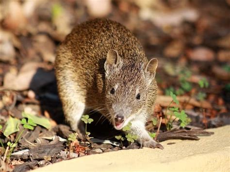 fun southern brown bandicoot facts  kids kidadl