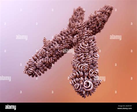 Chromosome of supercoiled DNA, conceptual image. Computer artwork of a ... 