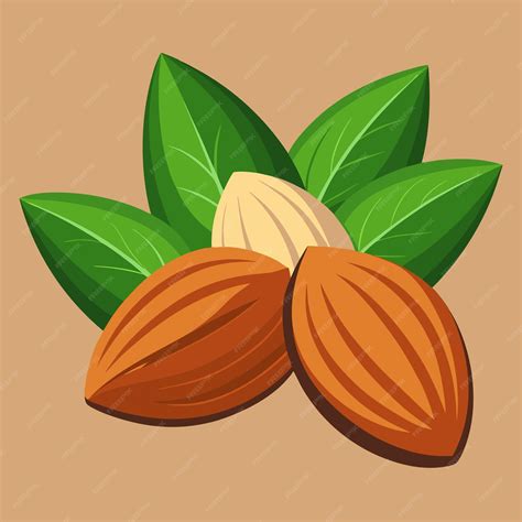 NutrientRich Almonds Vector Detailed and Natural Design for Healthy