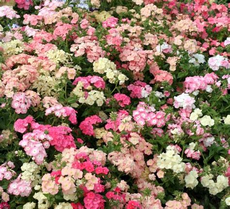 Выращивание флоксов (50 фото): сорта, посадка и уход, размножение ...