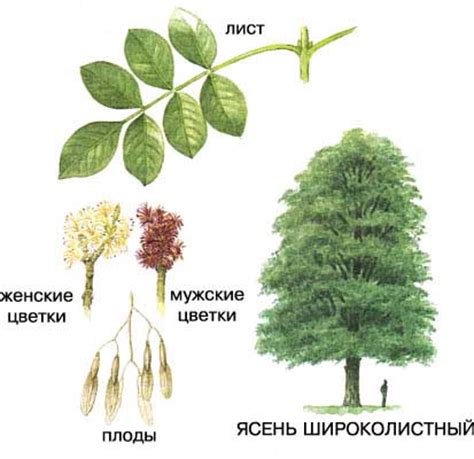 ЯСЕНЬ | Энциклопедия Кругосвет
