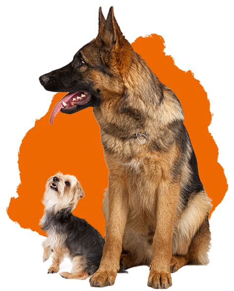 dog food review pet food guide