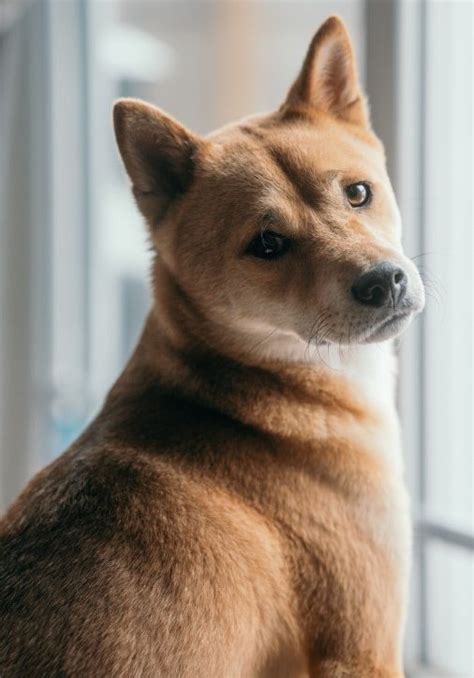 Shiba Inu Owner's Guide | Greencross Vets