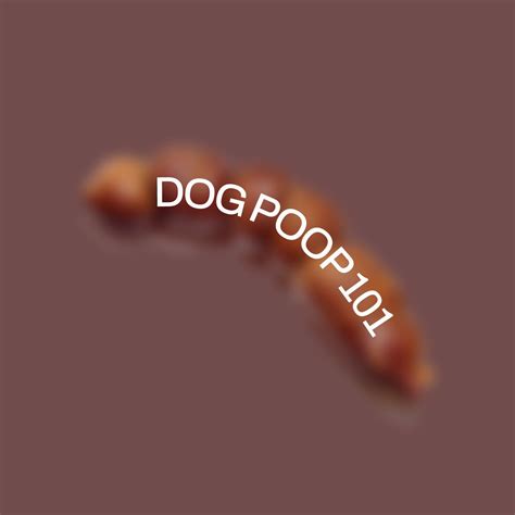 How Music Benefits Your Dog's Well-being – Doganics®