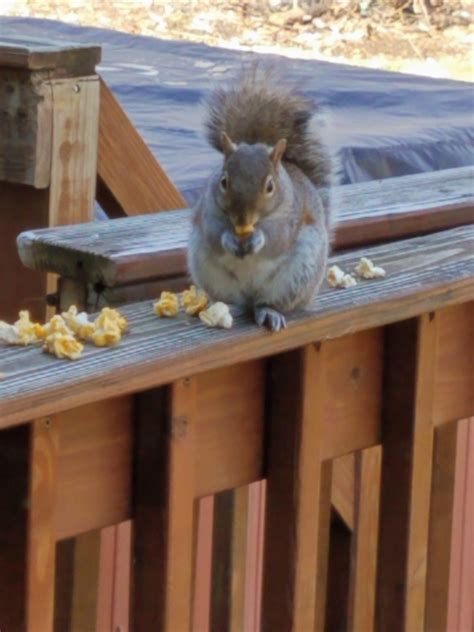 Day two, fat little shit has almost finished all his popcorn. He’s not