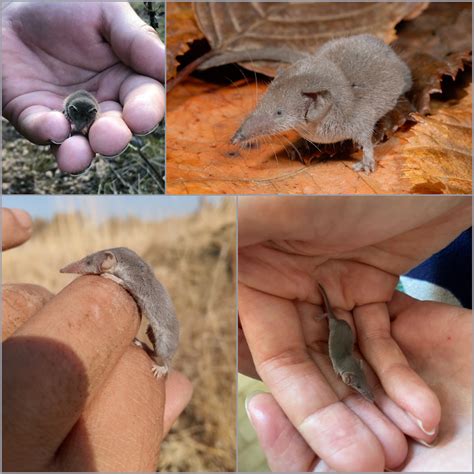 The Etruscan shrew is the world's smallest mammal by mass — weighing a ...