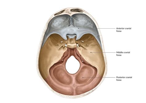 posterior cranial fossa boundaries contents teachmeanatomy