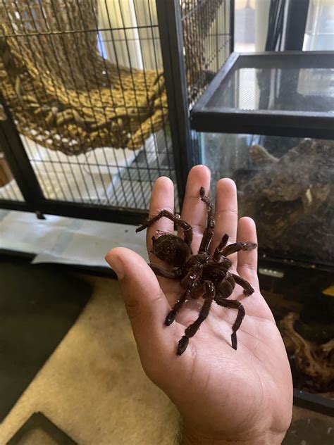 ways to tarantula losing hair step by step 6