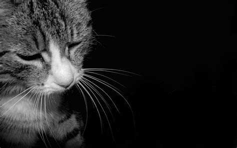 Sad Animal Wallpapers - Top Free Sad Animal Backgrounds - WallpaperAccess