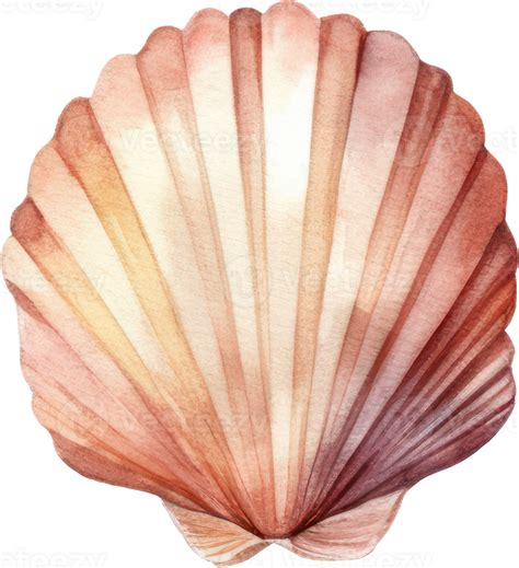 seashell watercolor illustration  png