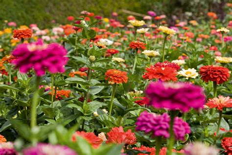 Zinnia Plants Zinnia Lilliput Mixed Seeds To Sow