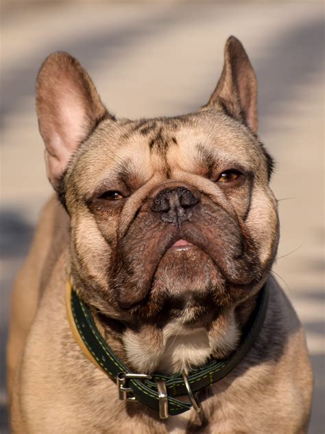 Managing Diabetes In French Bulldogs - 10 Expert Tips