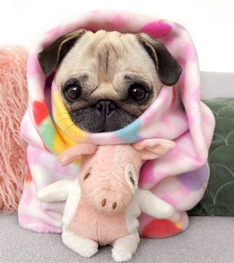 Super Cute Pugs