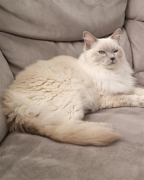 The British Ragdoll Cat Club