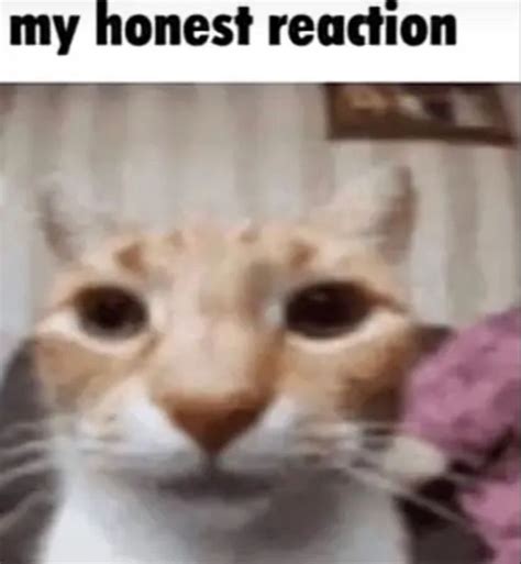Pin by jul on schizo | Cute cats, Cat memes, Silly cats