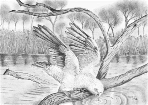 Realistic Nature Drawing at PaintingValley.com | Explore collection of ...