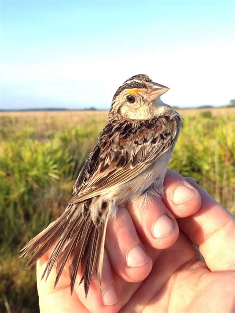 Florida grasshopper sparrow | FWS.gov