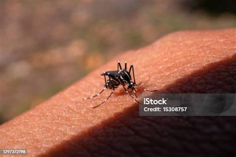 Mosquito Pequeno Preto Que Morde - Foto de Aedes Aegypti Mosquito Morde E Alimenta Sangue Na Pele De Rugas ...