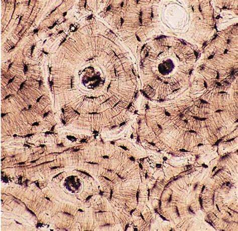Bone Connective Tissue Under Microscope