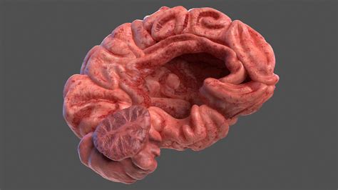 Human Brain Left Hemisphere 3D Model $29 - .3ds .blend .c4d .fbx .ma ...