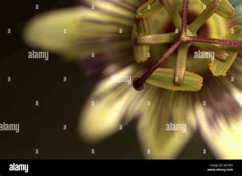 Passiflora caerulea flower Stock Photo - Alamy