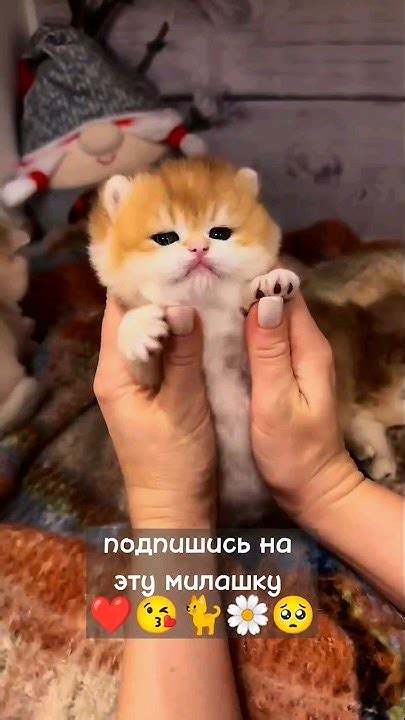 смешной милый кот | милый Кудряшка - Simbachka #шортс #кот #кошки #мило ...