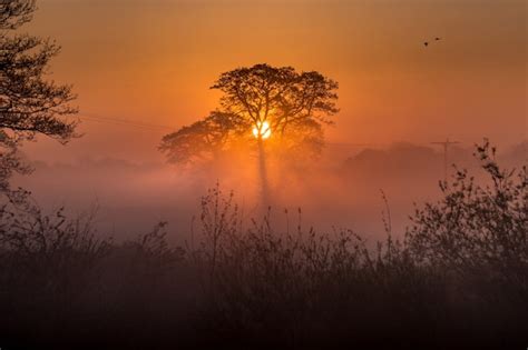 photo amazing forest   sunset