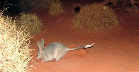 Greater Bilby – Ausemade