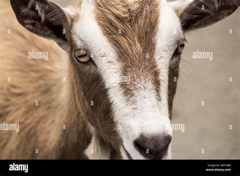 goat eyes goat eye close   res stock photography  images