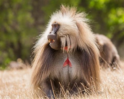 Dżelada brunatna - Fakty, dieta, siedlisko i zdjęcia na Animalia.bio