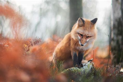 Meet Freya, The Beautiful Fox I Photographed In Polish Woods | Bored Panda