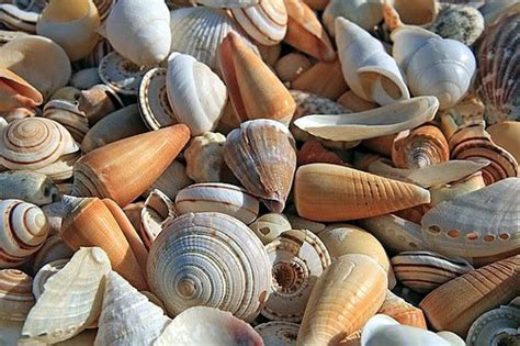 Como Se Formam As Conchas Do Mar - Concha, o que? Características, formação e tipos de concha do mar