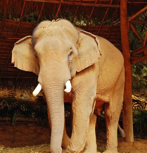 elephants international whats  fuss  tusks