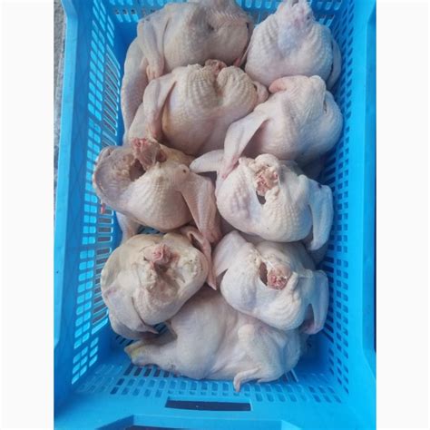 Продам тушка охлажденная, купить тушка охлажденная, Донецкая обл — Agro ...