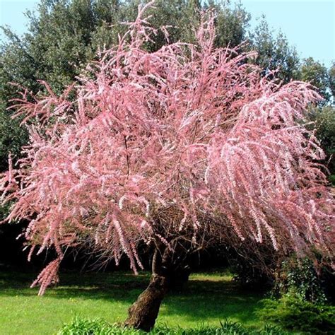 Тамарикс Gallica 1,5 л саджанець в горщику Matla Flowers – купить ...