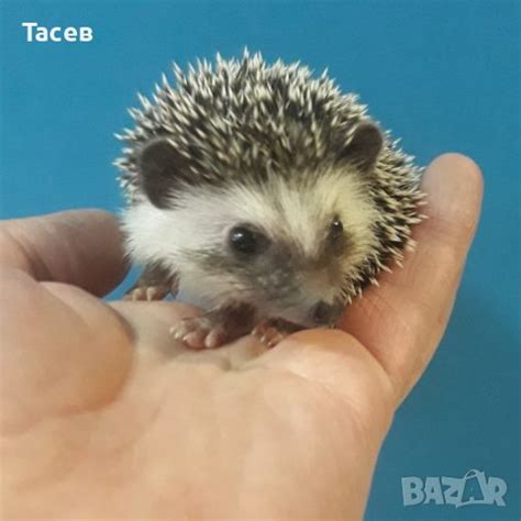 Мини африкански таралежи в Таралеж в гр. София - ID37363163 | Bazar.bg