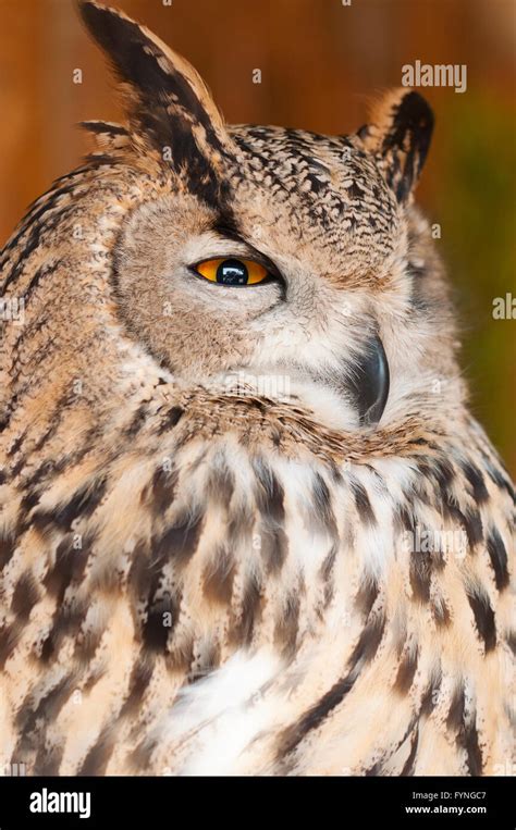 Bubo bubo sibiricus Stock Photo - Alamy