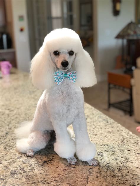 French Poodle Corte