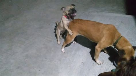 Dogs breeding ascal and pug mix chiwawa - YouTube