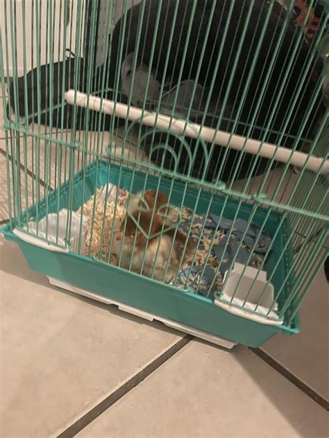 Can someone explain to me why my baby chicken is eating and pooping a